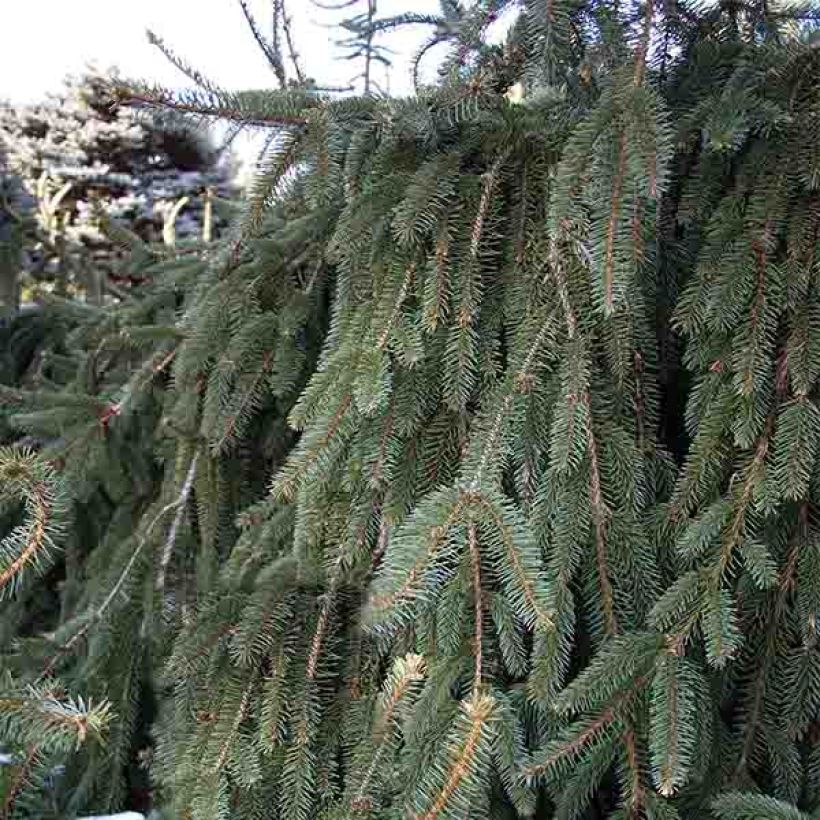 Picea abies Inversa (Hafen)