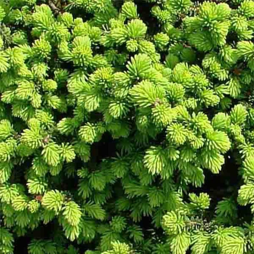 Picea abies Little Gem (Laub)