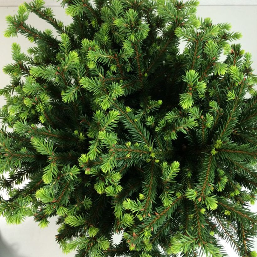 Picea abies Maxwellii (Laub)