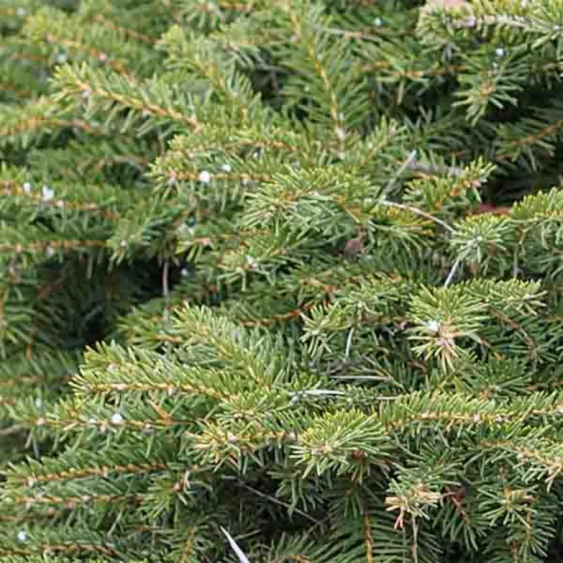 Picea abies Nidiformis (Laub)