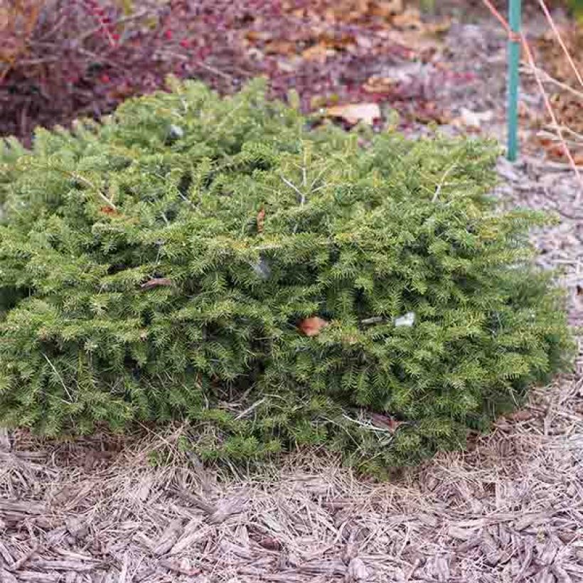 Picea abies Nidiformis (Hafen)