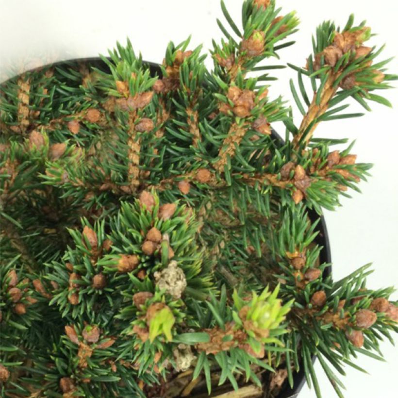 Picea abies Petra (Laub)