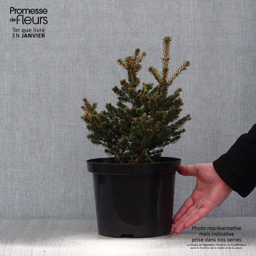 Exemplar von Picea abies Will's Zwerg - Épicéa commun en pot de 7,5L/10L wie im Winter geliefert