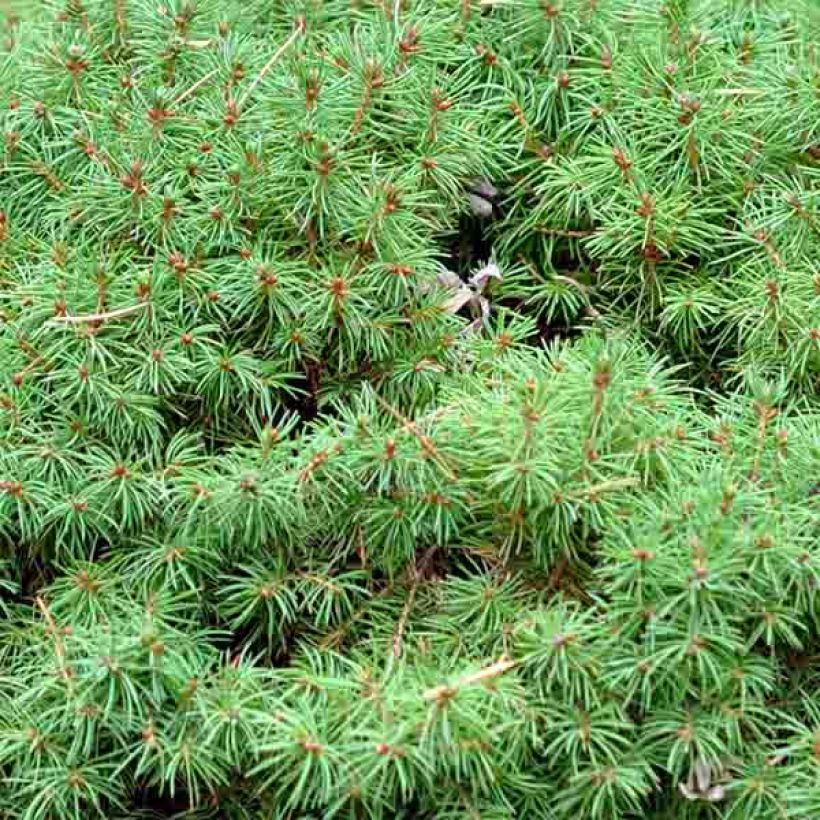 Picea glauca Alberta Globe (Laub)