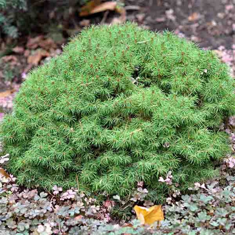 Picea glauca Alberta Globe (Hafen)