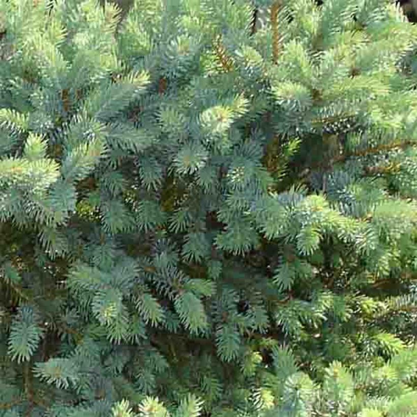 Picea glauca Cecilia (Laub)