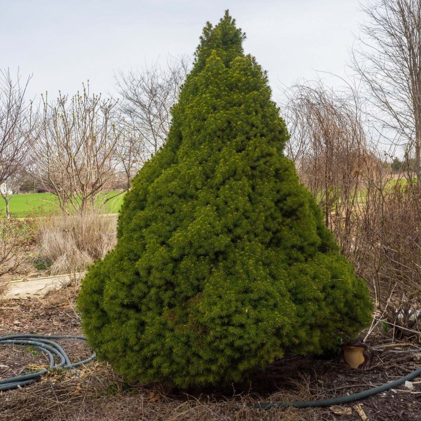 Picea glauca Conica (Hafen)