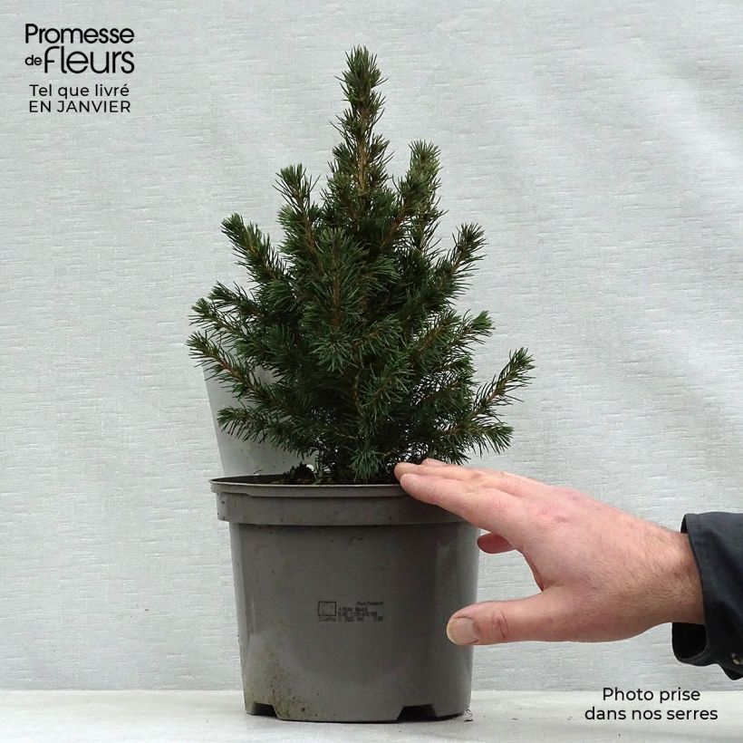 Exemplar von Epinette blanche - Picea glauca Conica en pot de 2/3L wie im Winter geliefert