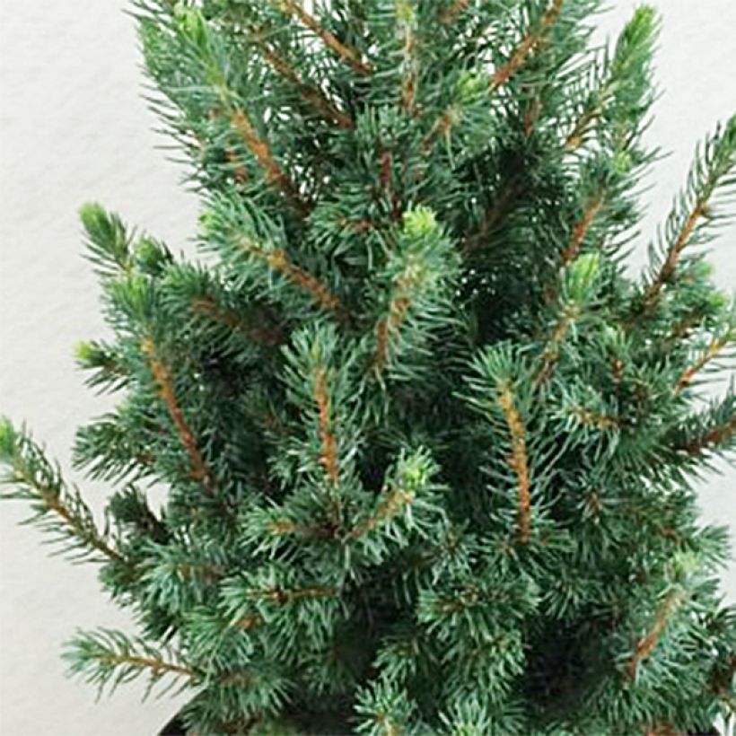 Picea glauca Conica Blue (Laub)