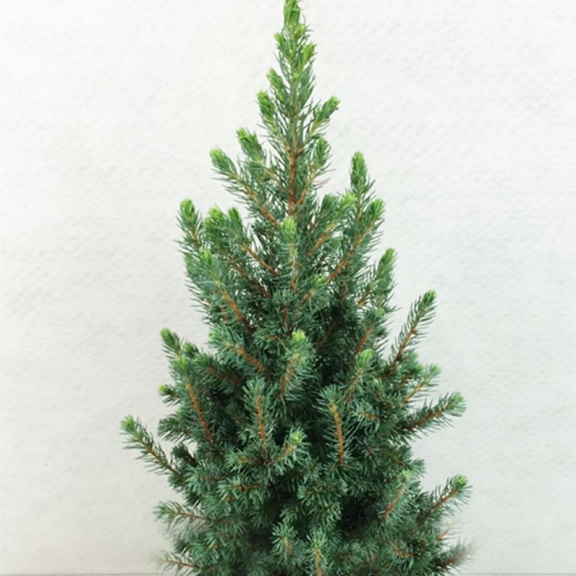 Picea glauca Conica Blue (Hafen)