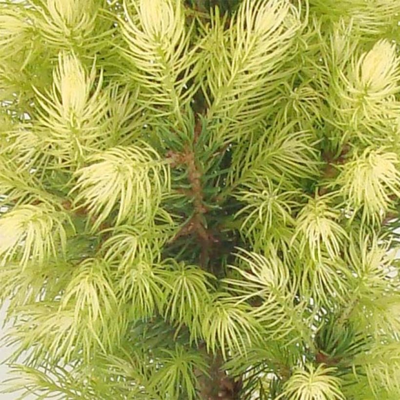 Picea glauca Daisy's White (Laub)