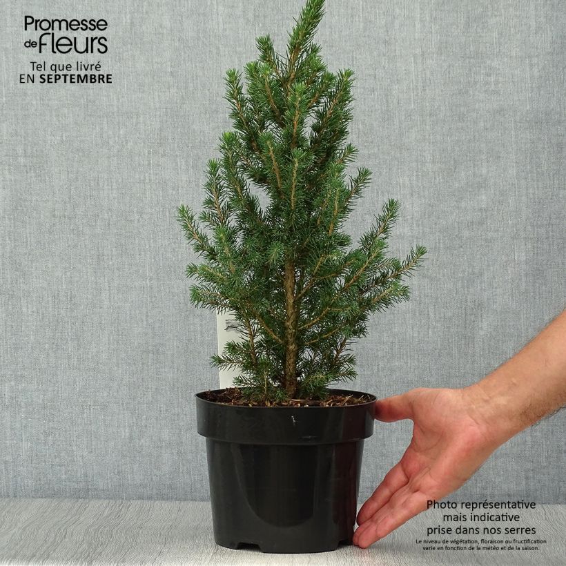 Exemplar von Picea glauca December wie im Herbst geliefert