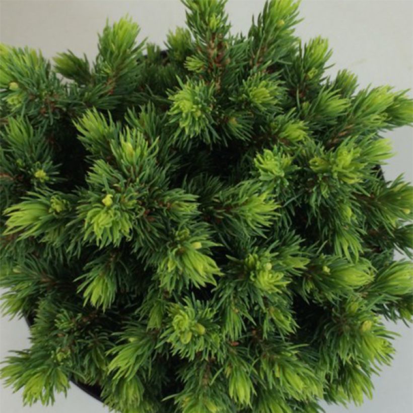 Picea glauca Dendrofarma Gold (Laub)