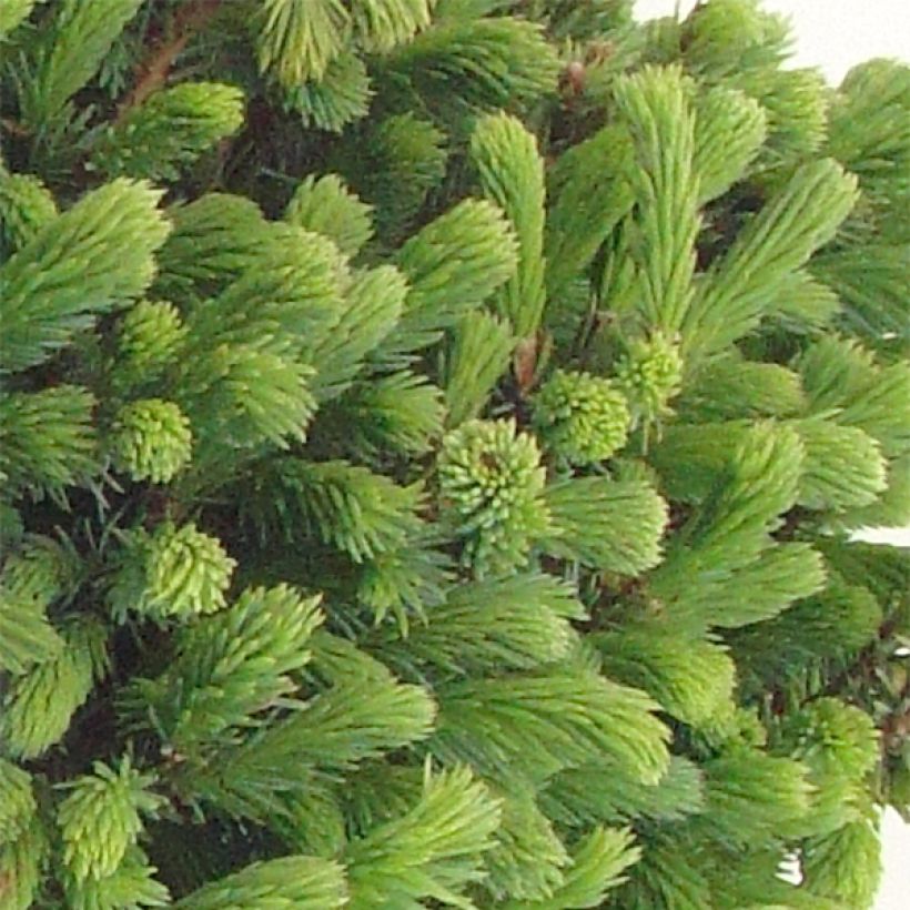 Picea glauca Echiniformis (Laub)