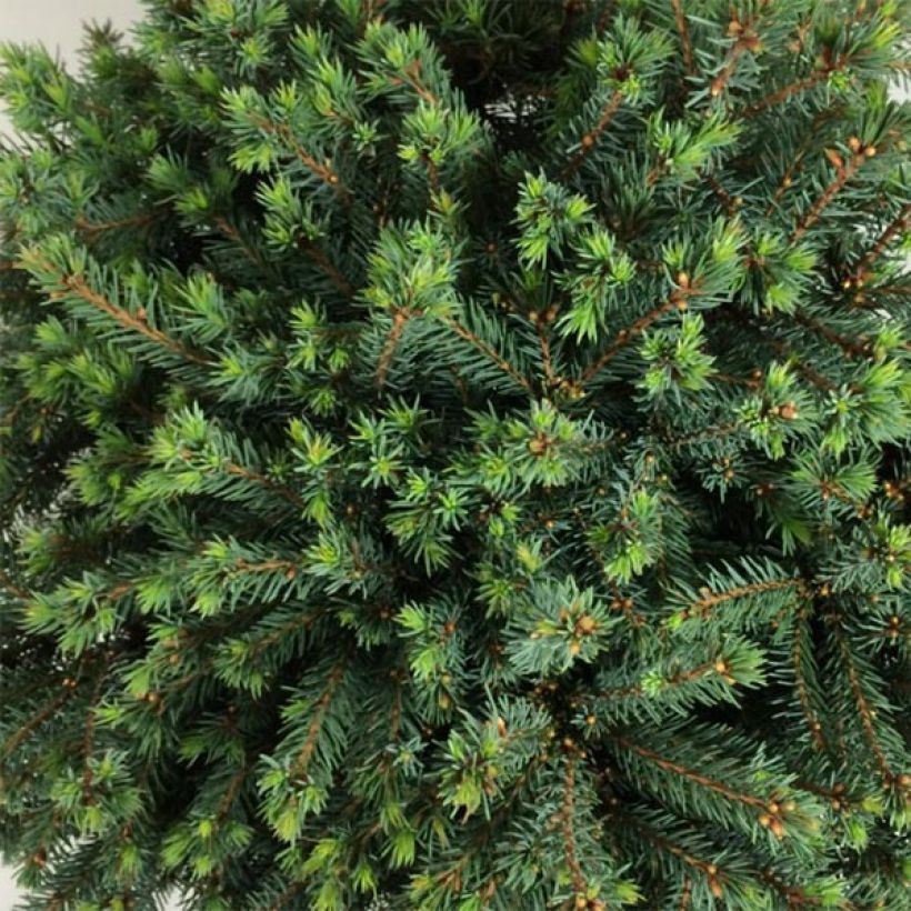 Picea glauca Echiniformis Echt (Laub)