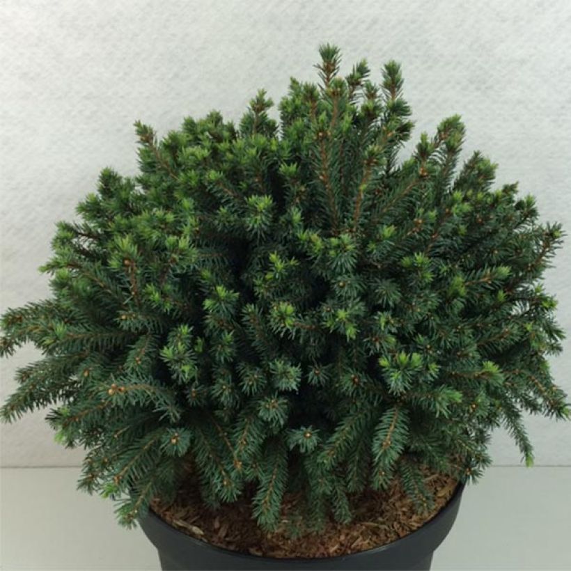 Picea glauca Echiniformis Echt (Hafen)