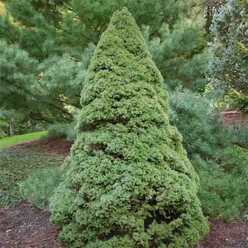 Picea glauca Rainbow's End (Hafen)