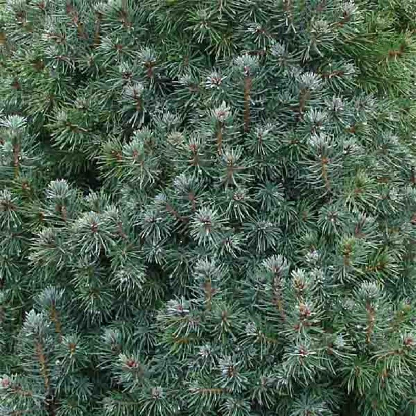 Picea glauca Sander's Blue (Laub)