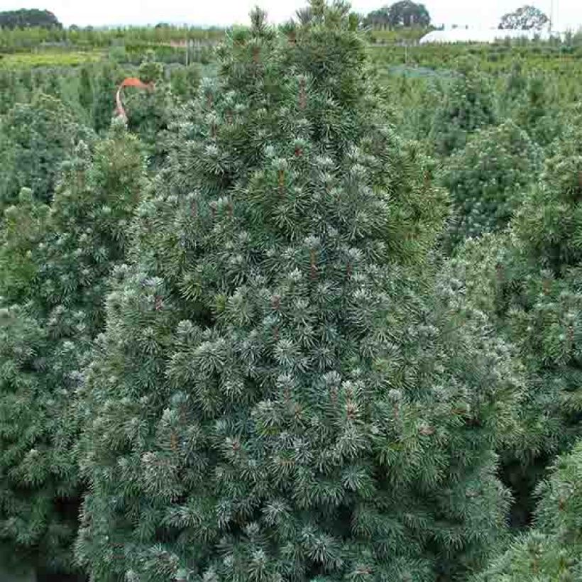 Picea glauca Sander's Blue (Hafen)