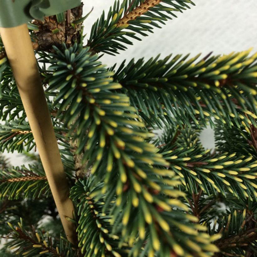 Picea mariana Aurea (Laub)