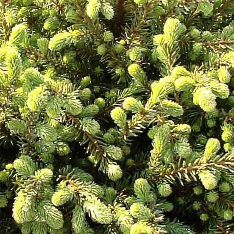 Picea mariana Nana (Laub)