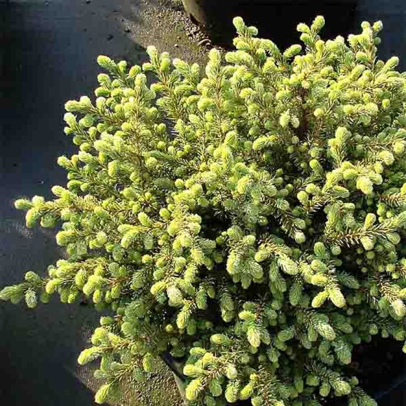 Picea mariana Nana (Hafen)