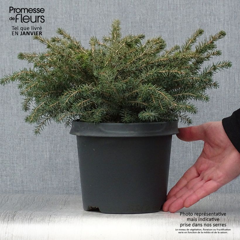 Exemplar von Picea mariana Nana - Epinette noire                               Pot de 2L/3L wie im Winter geliefert