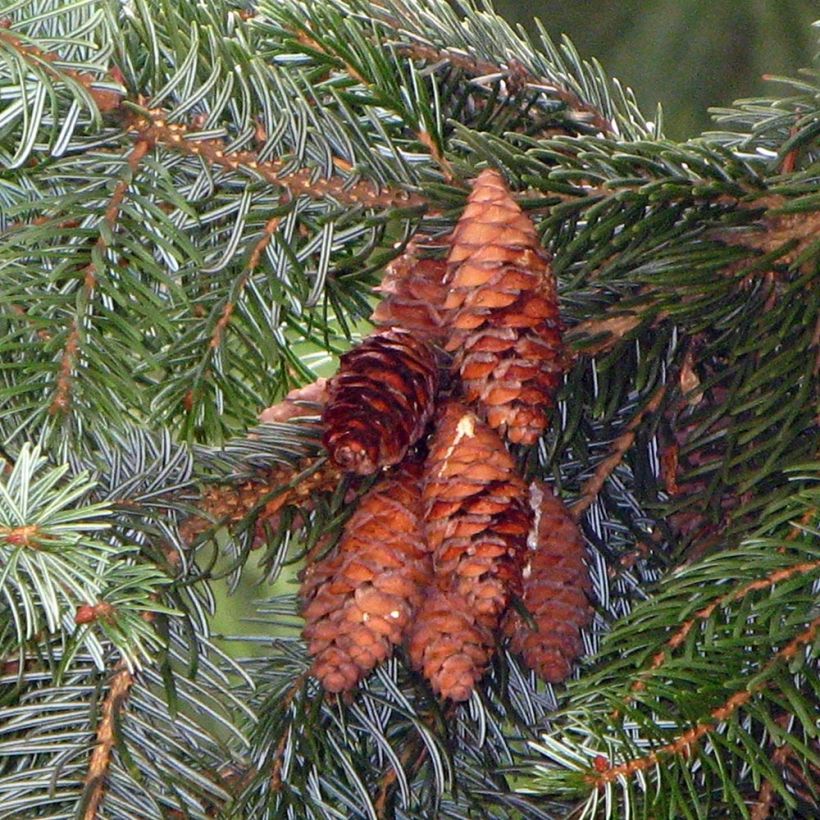 Picea omorika (Ernte)