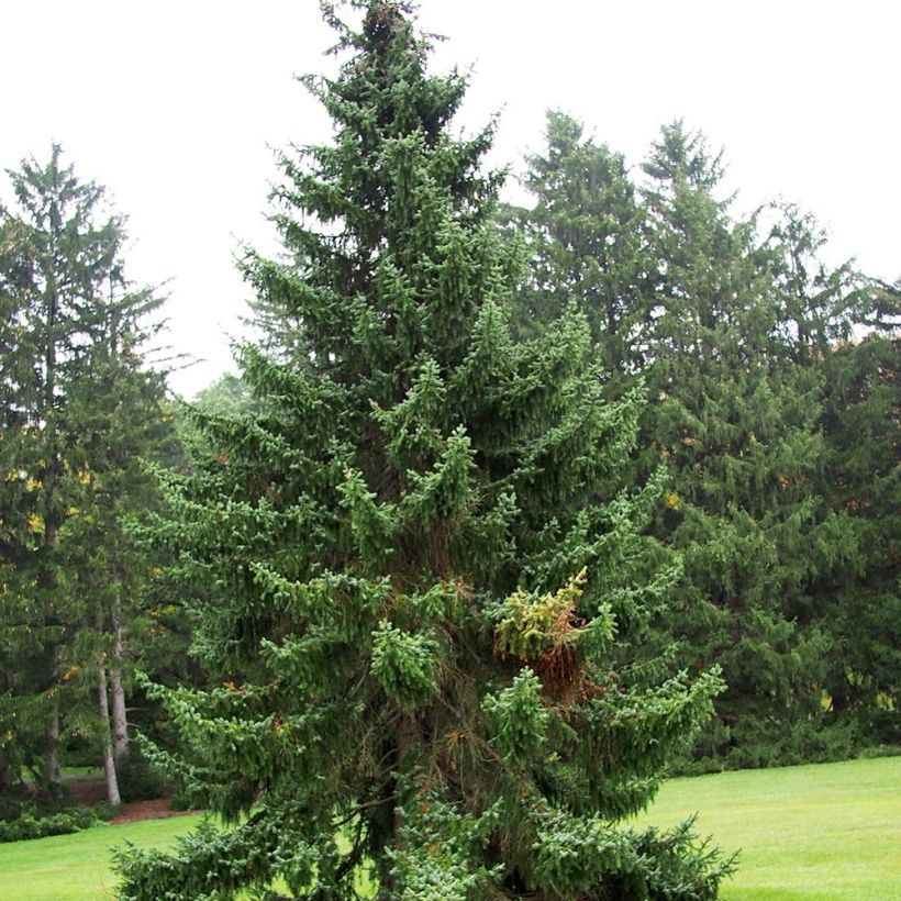 Picea omorika (Hafen)