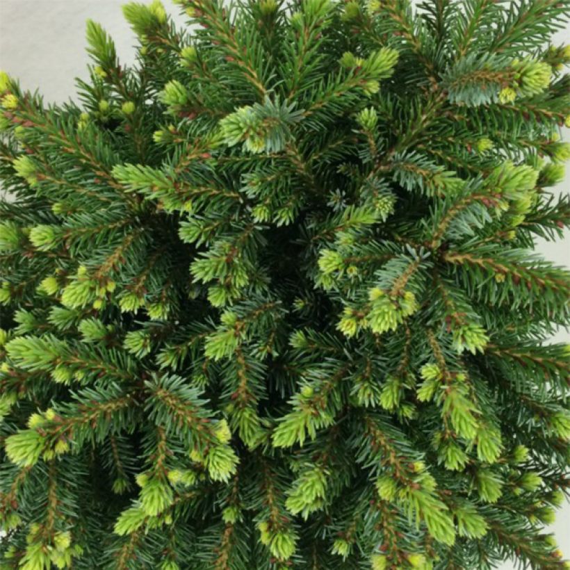 Picea omorika Beskid (Laub)