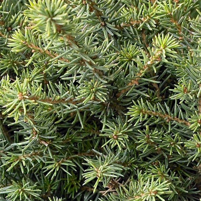 Picea omorika Karel (Laub)