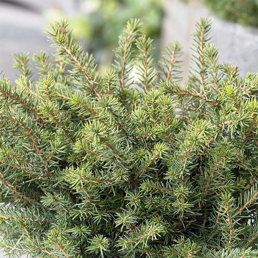 Picea omorika Karel (Hafen)