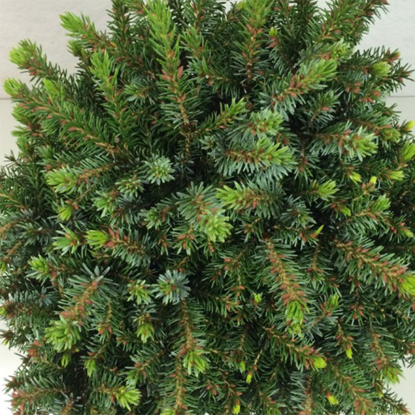 Picea omorika Morava (Laub)