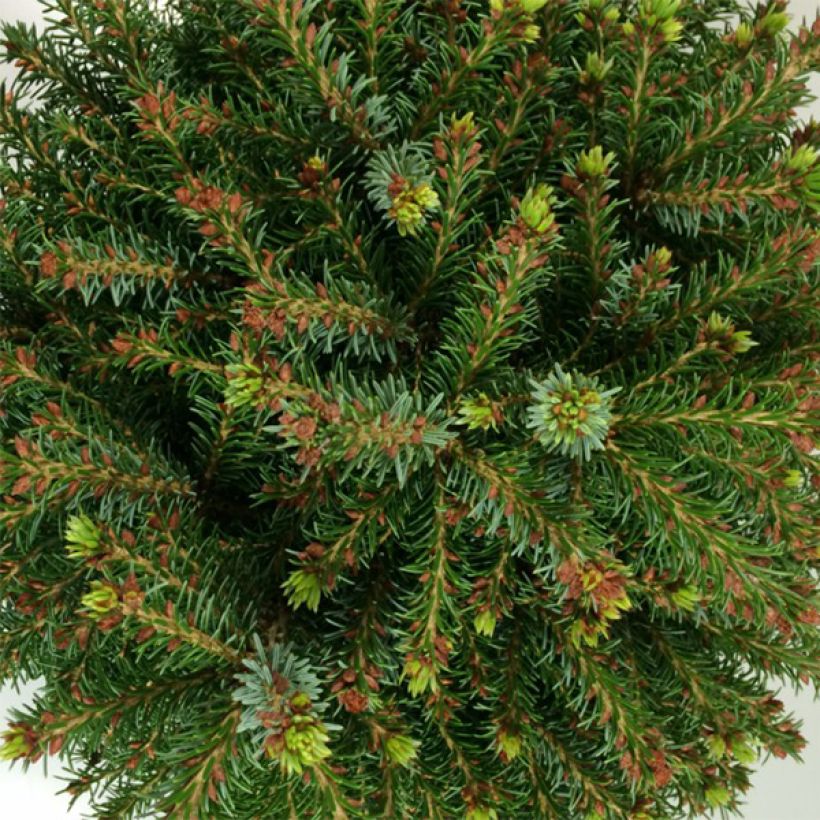 Picea omorika Treblitzsch (Laub)