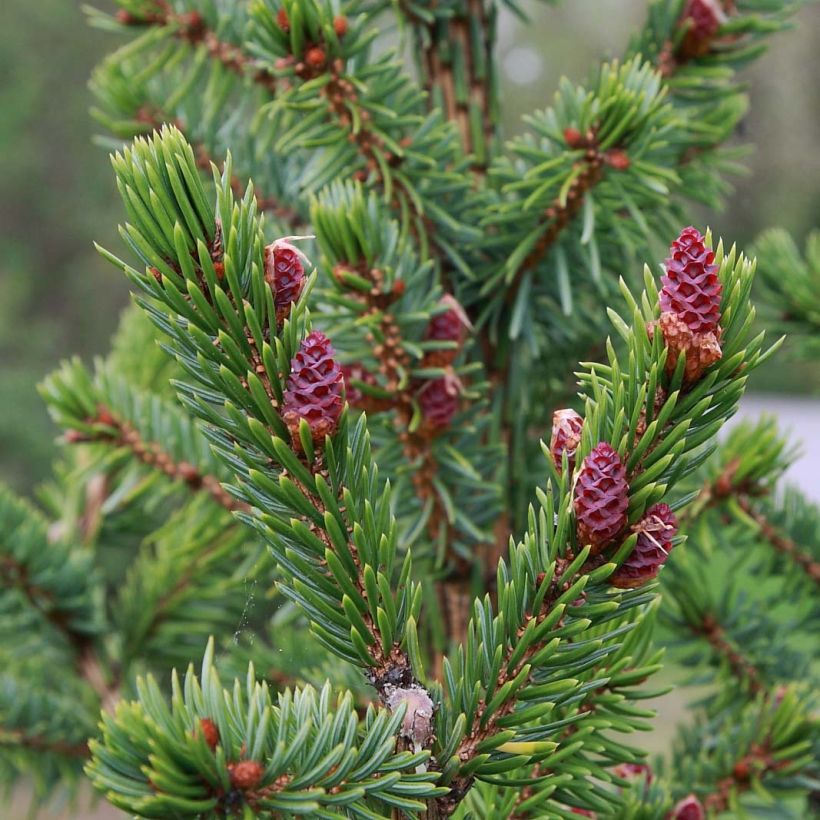 Picea omorika Nana (Laub)