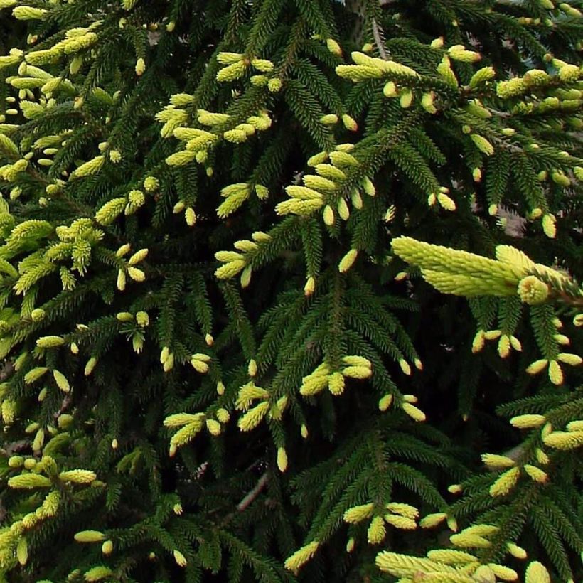 Picea orientalis Aureospicata (Laub)