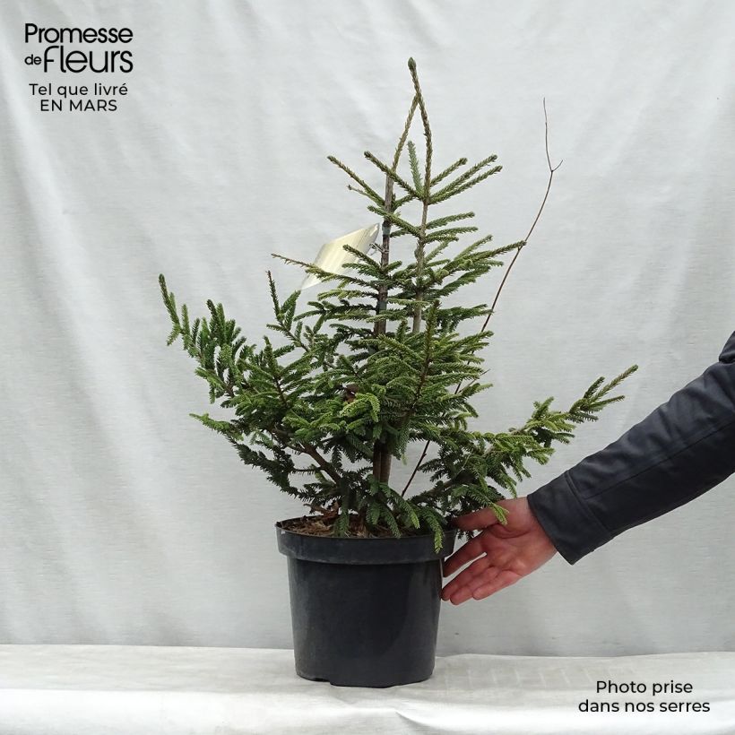 Exemplar von Picea orientalis Aureospicata - Sapinette d'Orient Pot de 7,5L wie im Winter geliefert