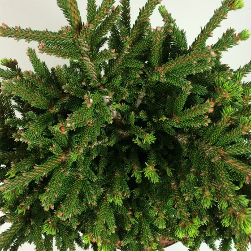 Picea orientalis Barnes (Laub)