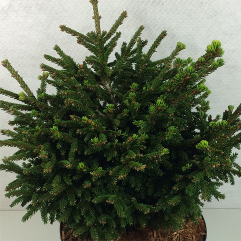 Picea orientalis Barnes (Hafen)