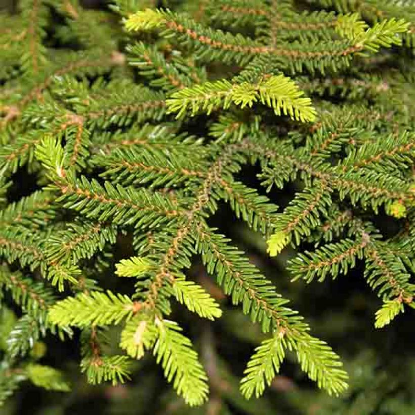 Picea orientalis Gracilis (Laub)