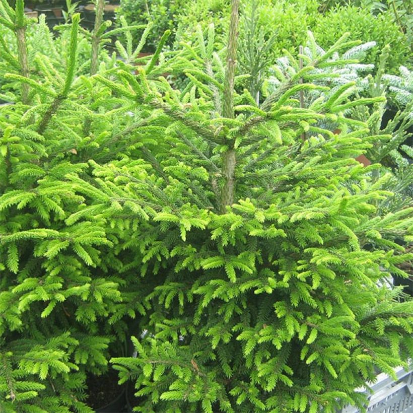 Picea orientalis Kenwith (Hafen)