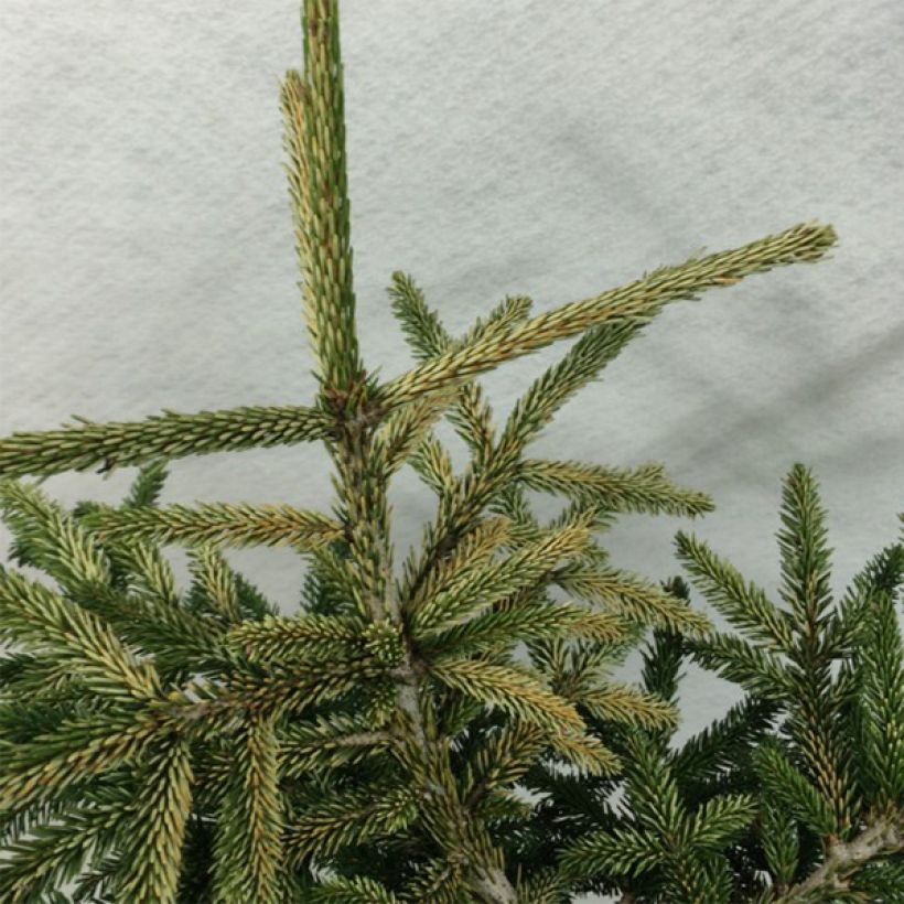 Picea orientalis Silver Seedling (Laub)