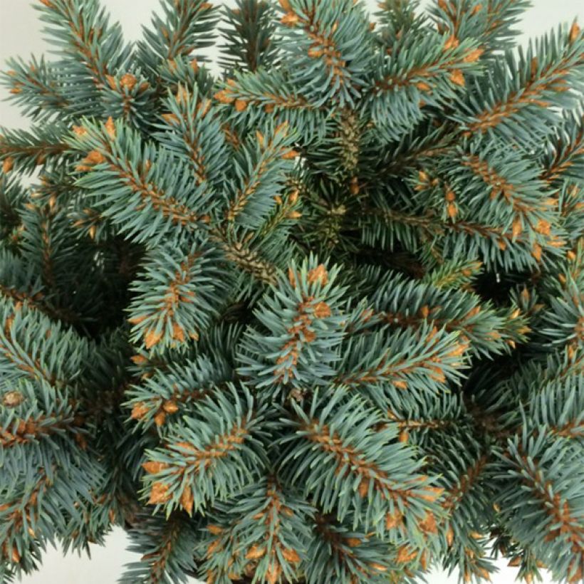 Picea pungens Blaukissen (Laub)