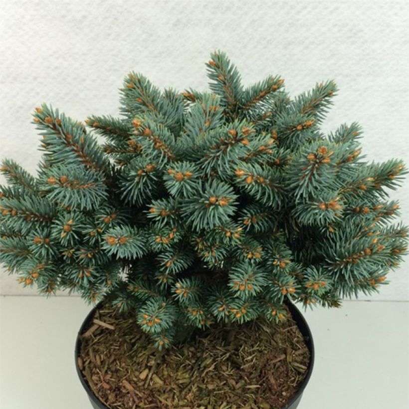 Picea pungens Blaukissen (Hafen)