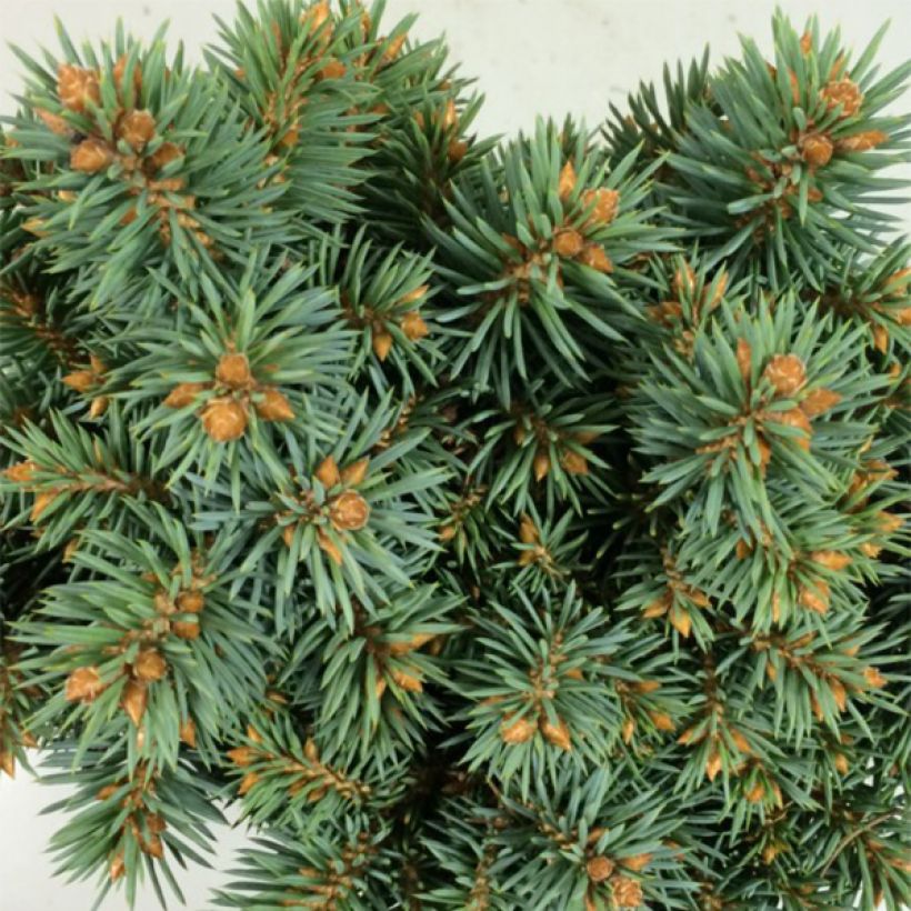 Picea pungens Brynek (Laub)