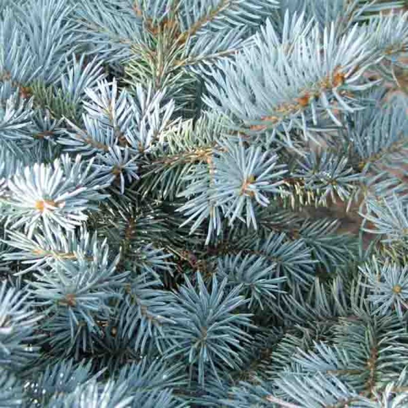 Picea pungens Glauca Globosa (Laub)