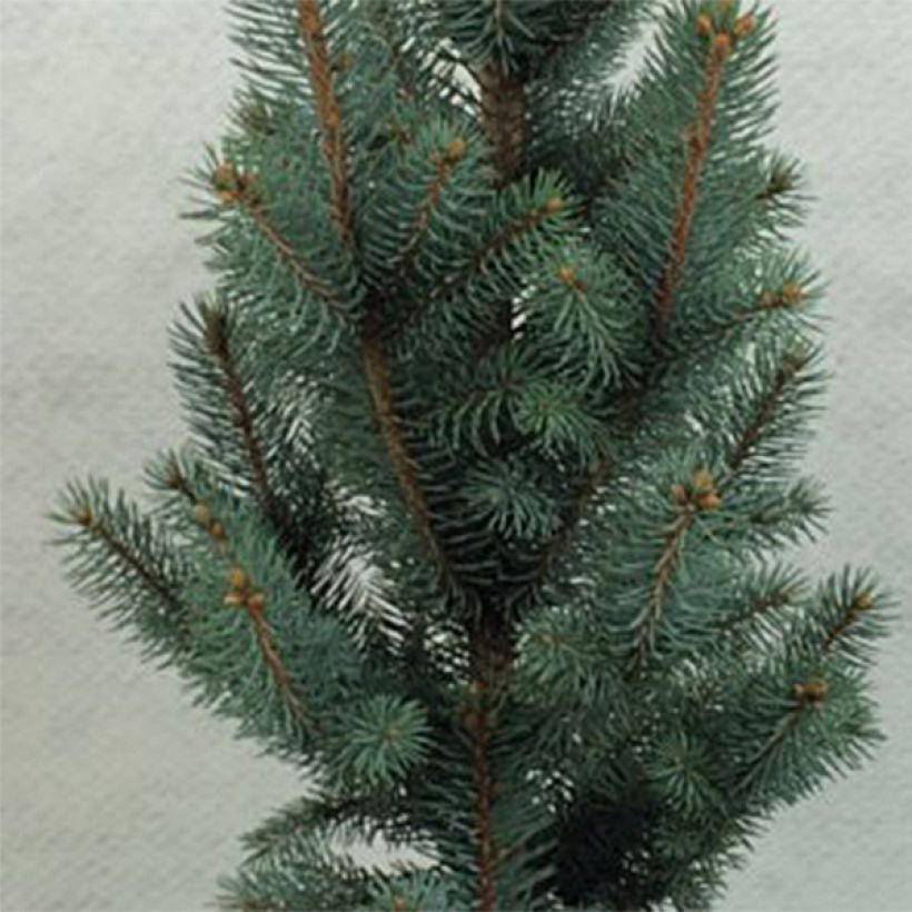 Picea pungens Iseli Fastigiate (Laub)