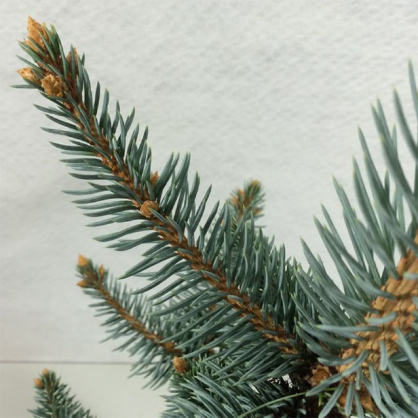 Picea pungens Iseli Foxtail (Laub)