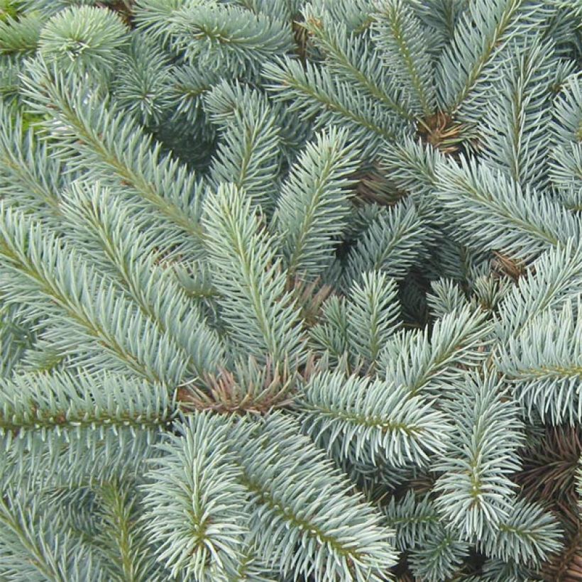 Picea pungens Jeddeloh (Laub)