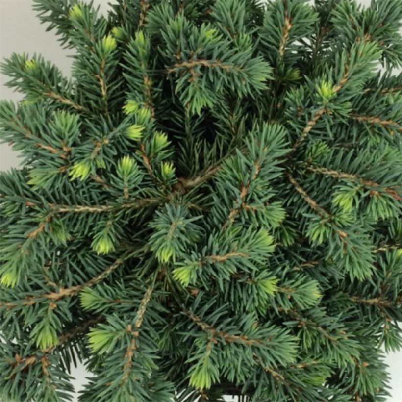 Picea pungens Kuba (Laub)